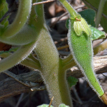 Proboscidea parviflora, Doubleclaw